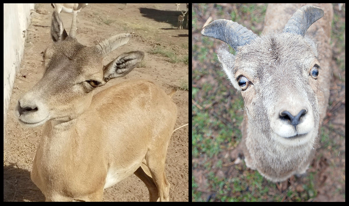 Для сохранения биологического разнообразия