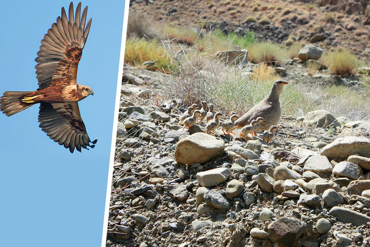 Для сохранения биологического разнообразия