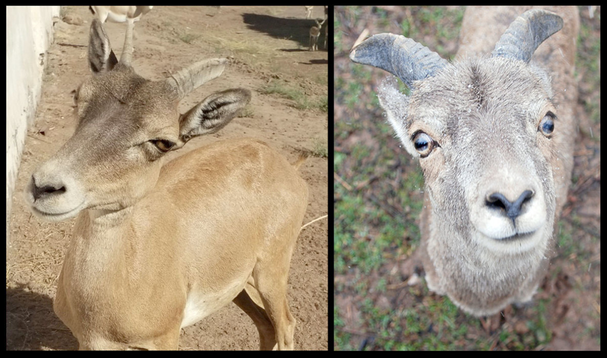 Preserving Biodiversity