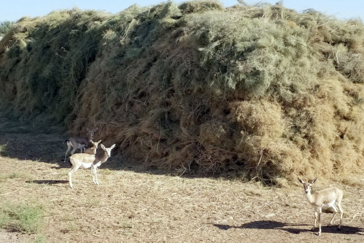 Preserving Biodiversity