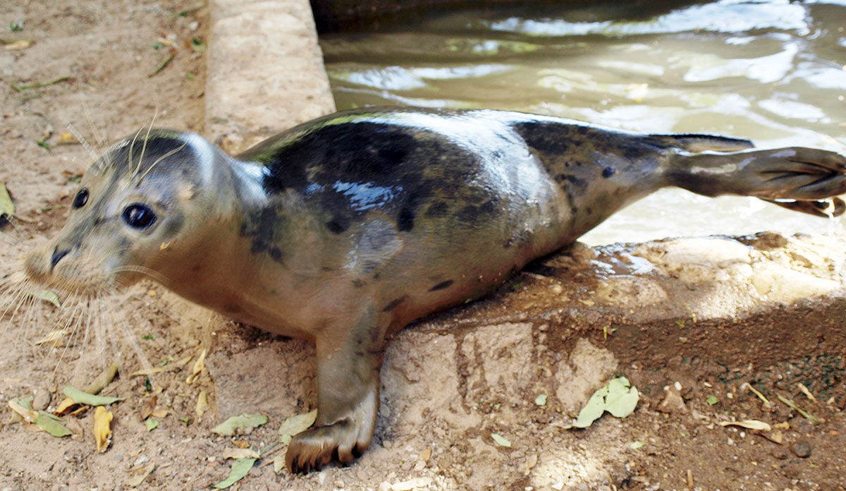 В центре внимания экологов - каспийский тюлень