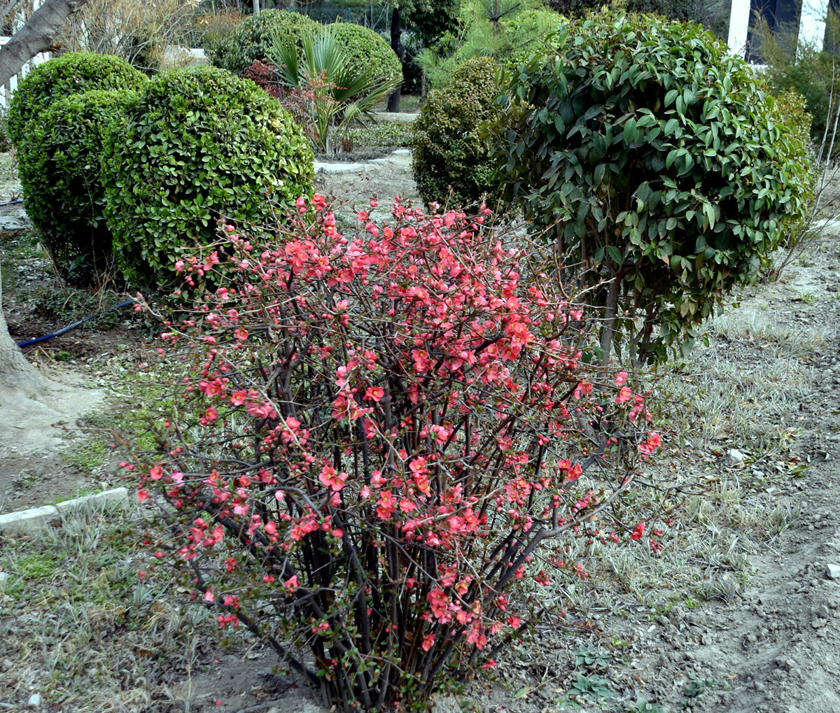 A Flowering Delight as a Gift or Ornamental Surprise