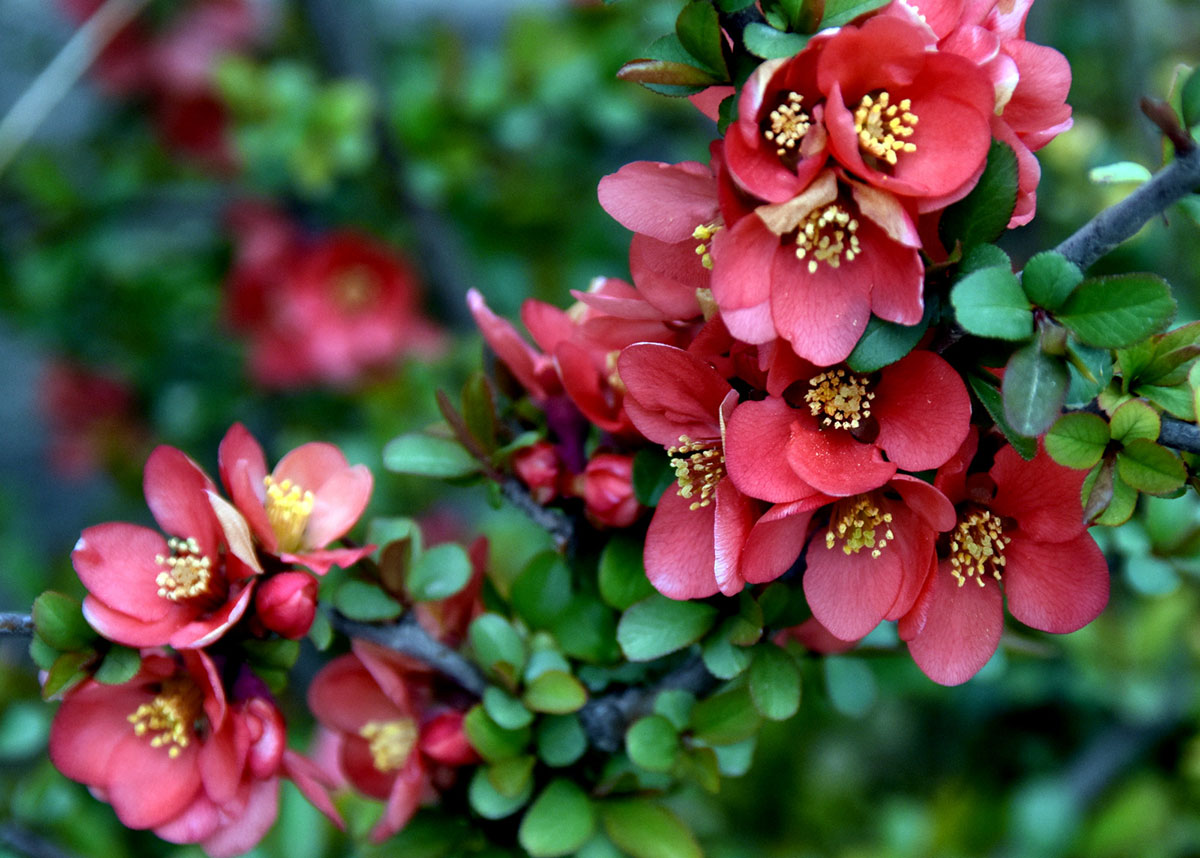 A Flowering Delight as a Gift or Ornamental Surprise