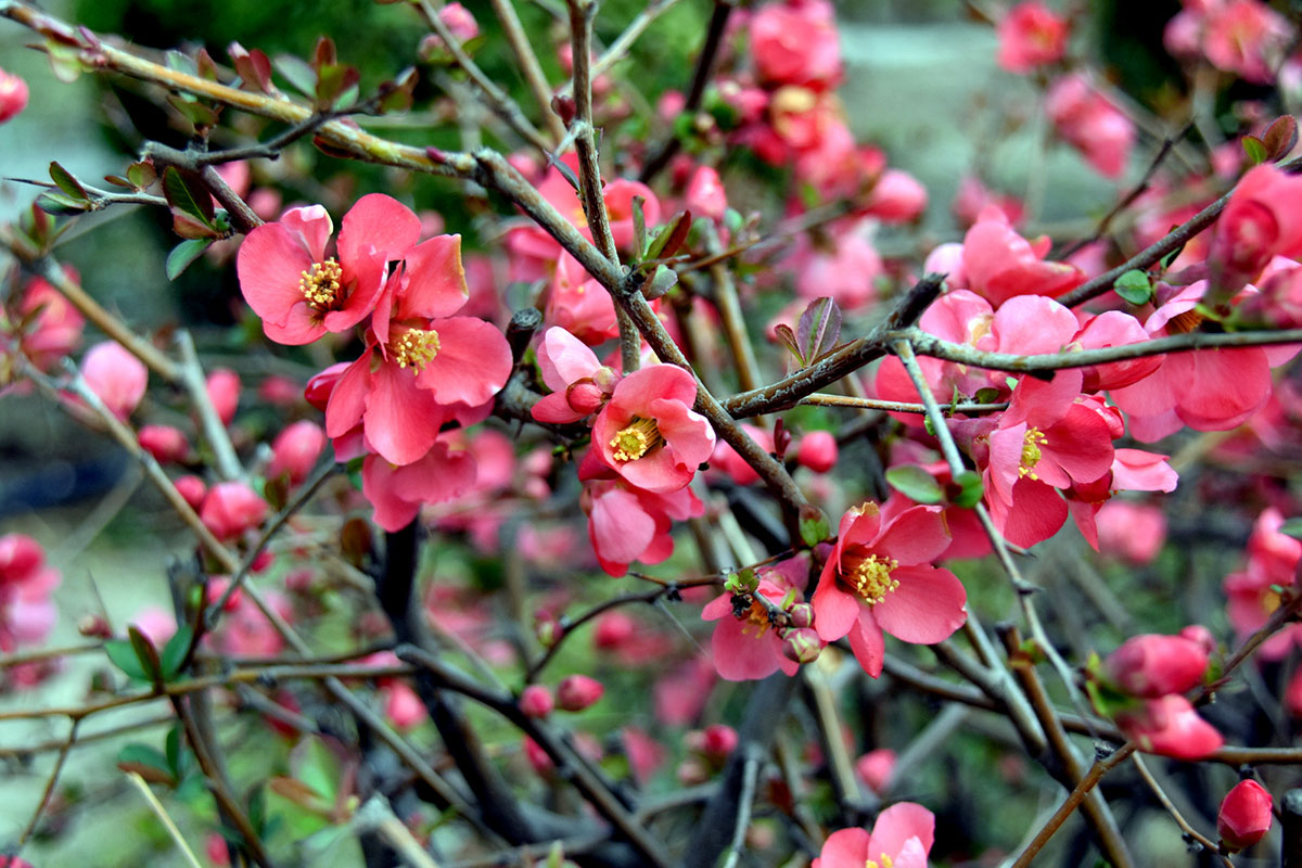 A Flowering Delight as a Gift or Ornamental Surprise