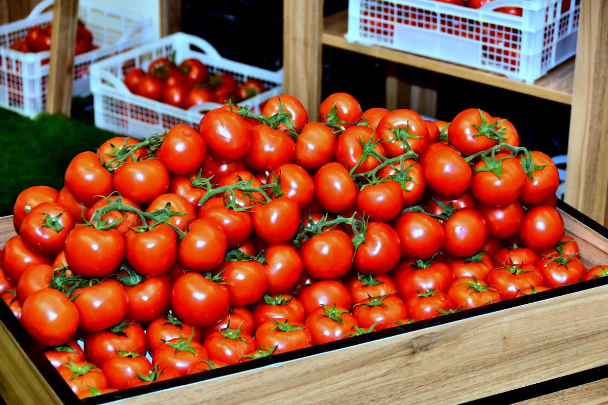 Senagatçylar we telekeçiler birleşmesiniň sergisi we maslahaty