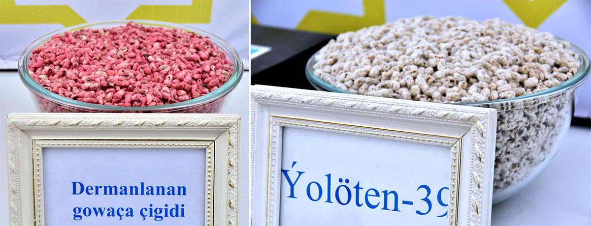 Türkmenistanda gowaça ekişine girişildi