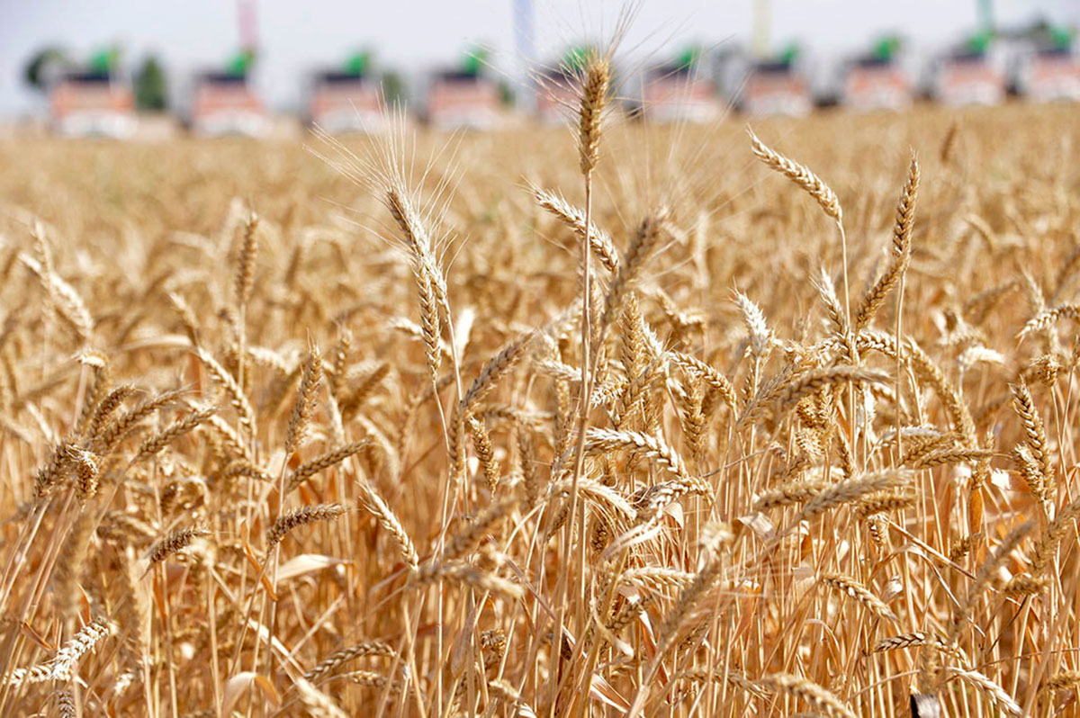 Market mechanisms in agriculture