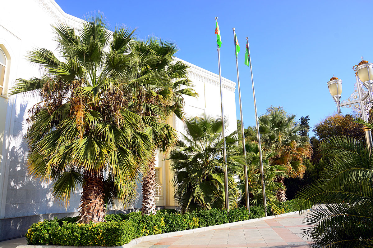 Полувековые пальмы Ашхабадского ботанического сада