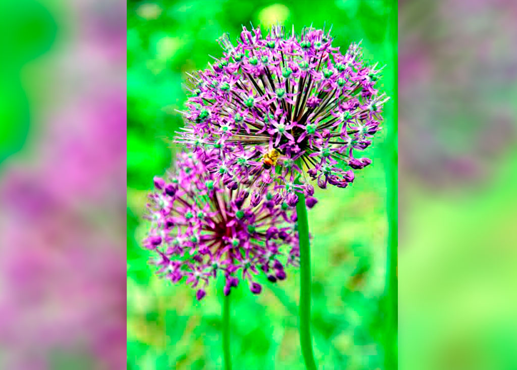 Фиолетовое чудо Ашхабадского ботанического сада