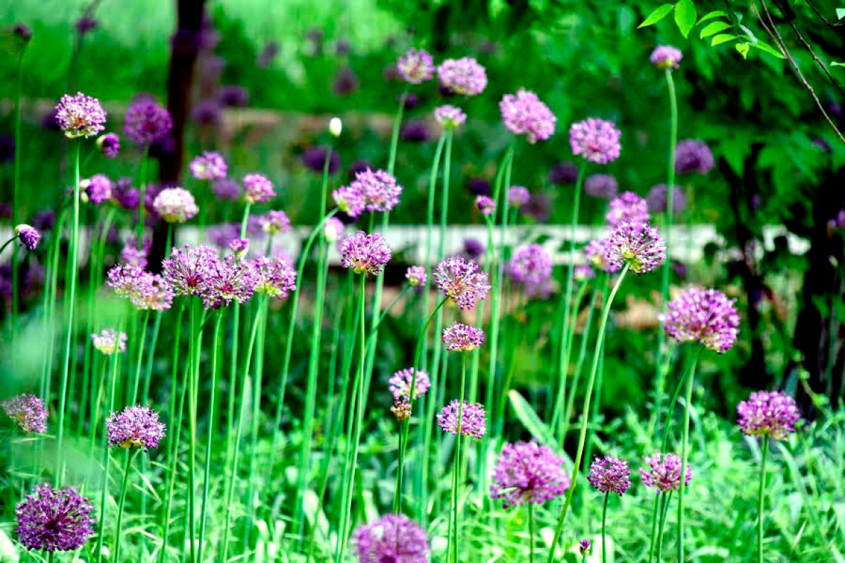 Aşgabadyň botanika bagynyň benewşe  gudraty
