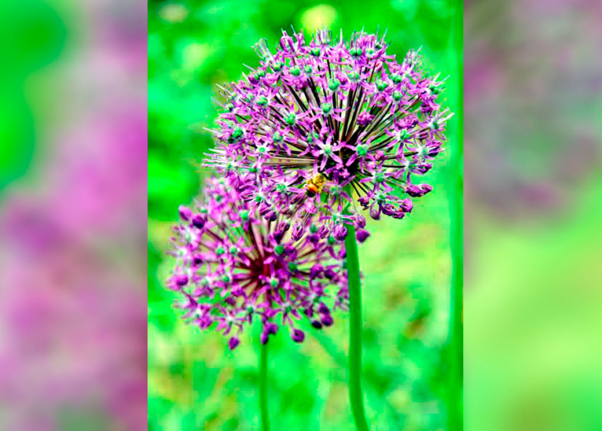 Aşgabadyň botanika bagynyň benewşe  gudraty