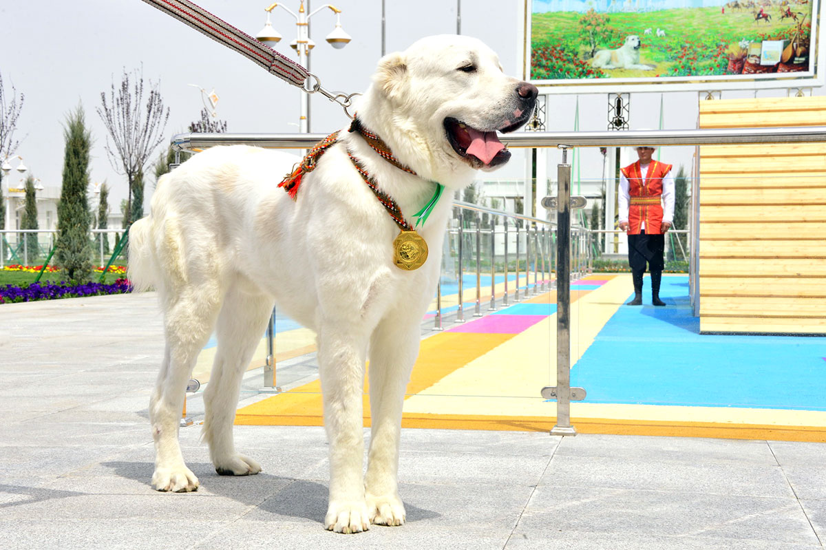 В Туркменистане выбрали отважного алабая 2021 года