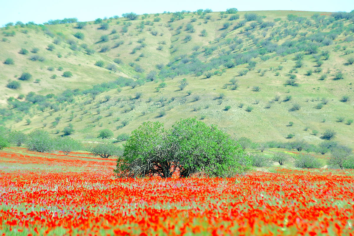 Следуя за мечтой, или Несколько кадров из жизни фотографа
