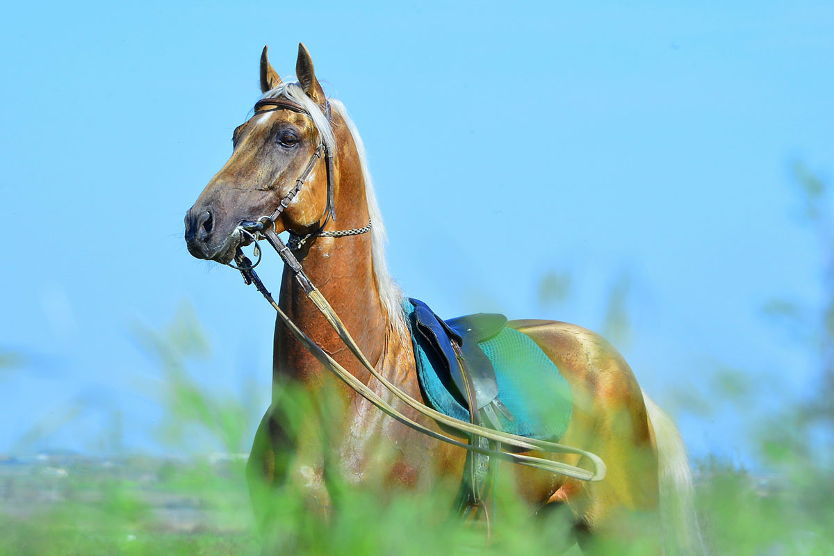 Следуя за мечтой, или Несколько кадров из жизни фотографа