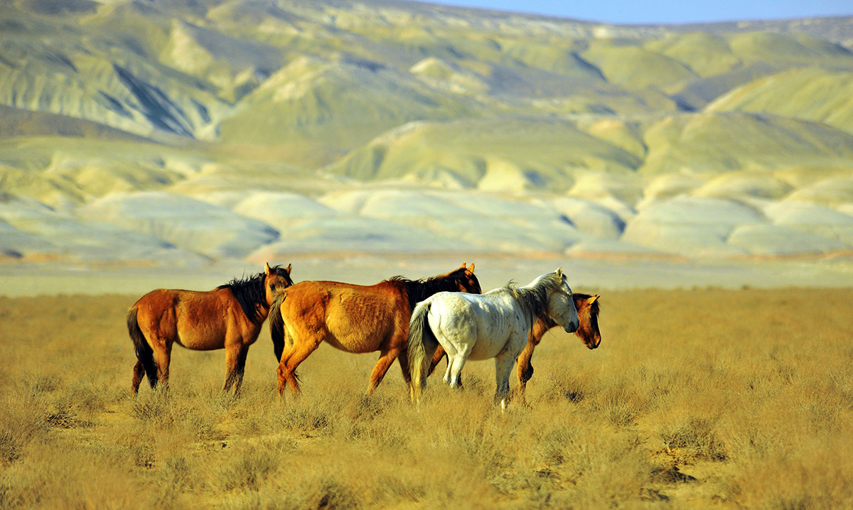 Оператор Довлетгельды Худайбердыев: жизнь за кадром