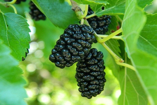 В Дашогузском велаяте – в разгаре шелковичная кампания