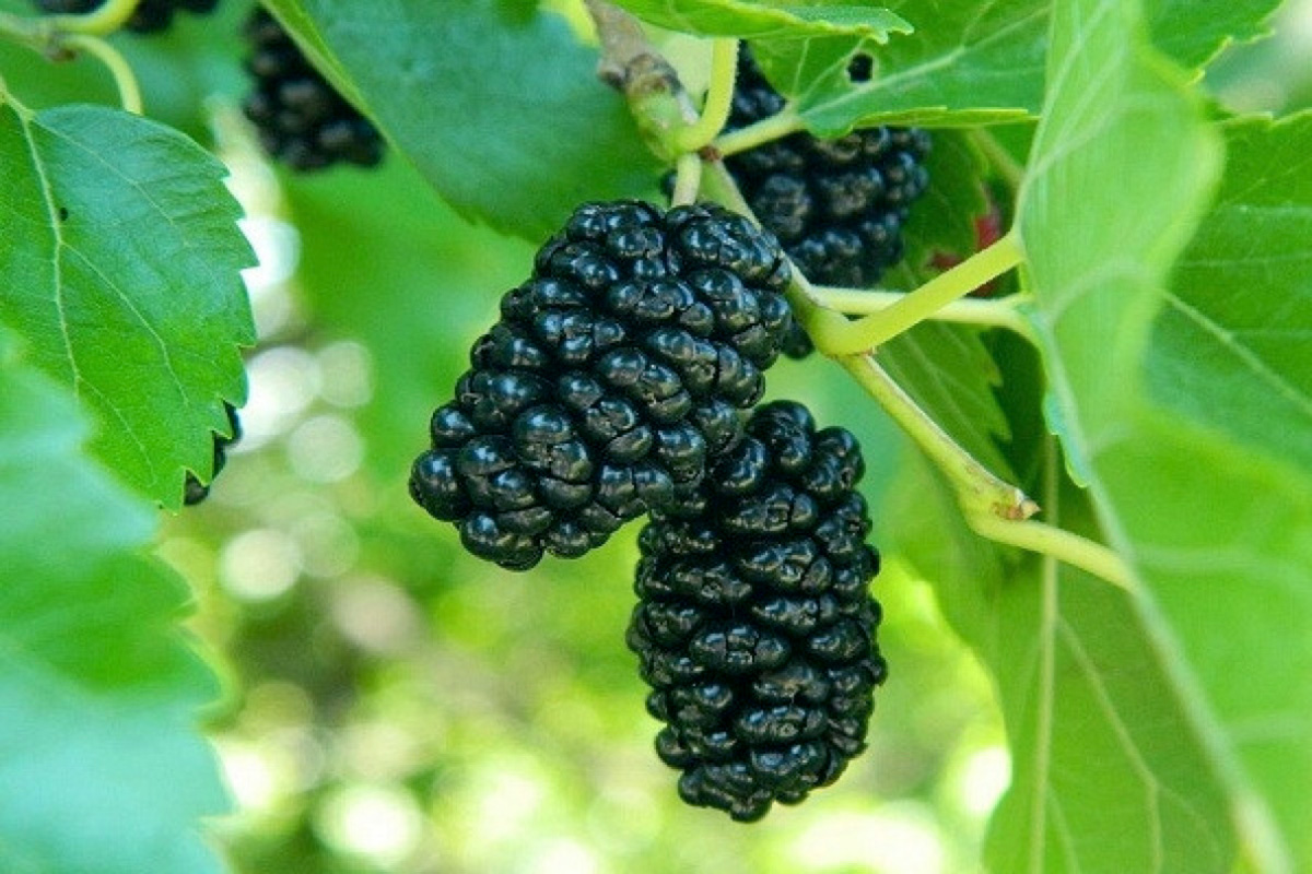 Daşoguz welaýatynda pile möwsümi gyzgalaňly dowam edýär