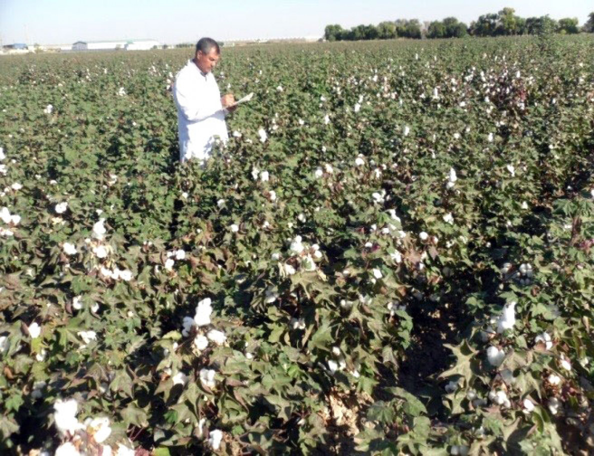 New cotton species named Ashgabat 140