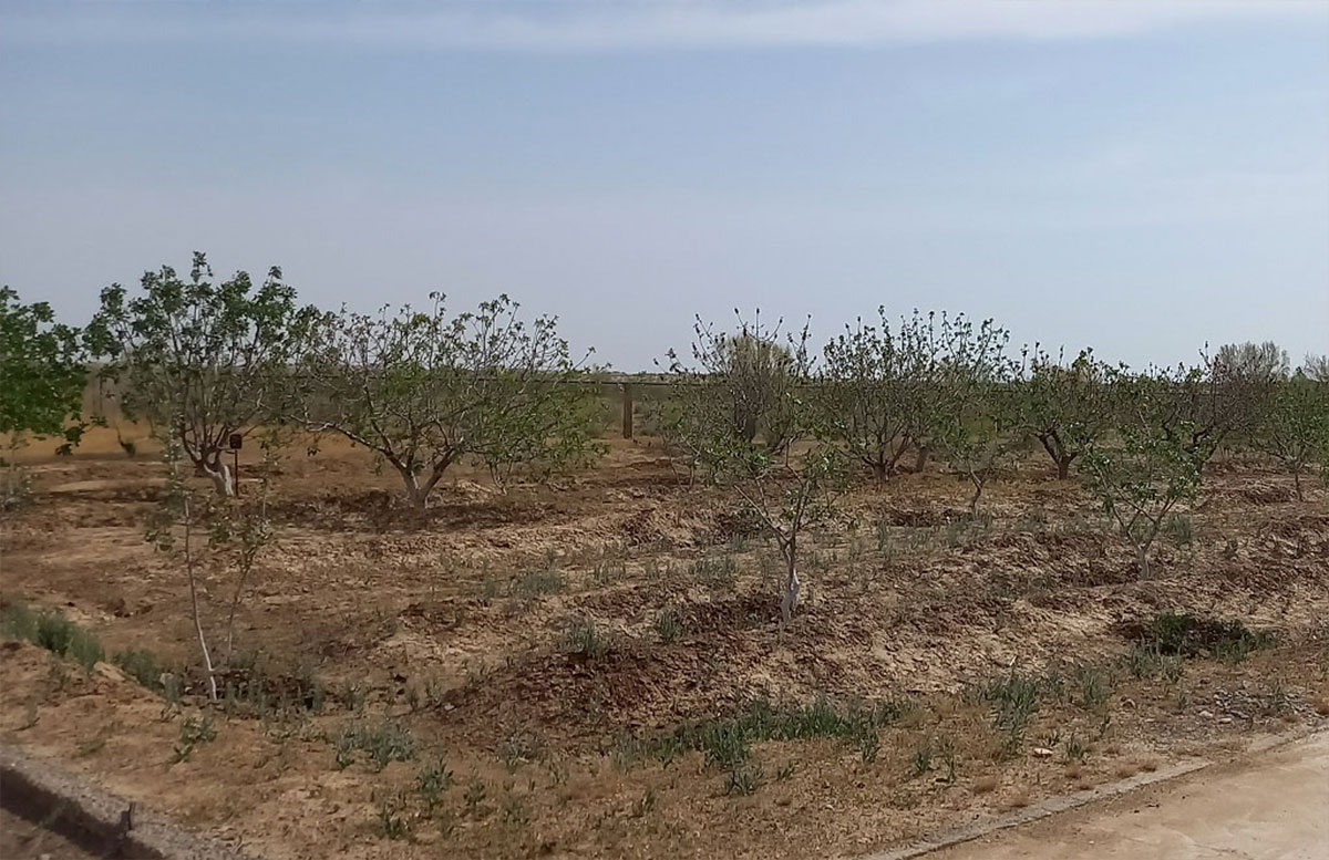 Туркменским ученым передано оборудование для определения эффективных методов закрепления подвижных песков