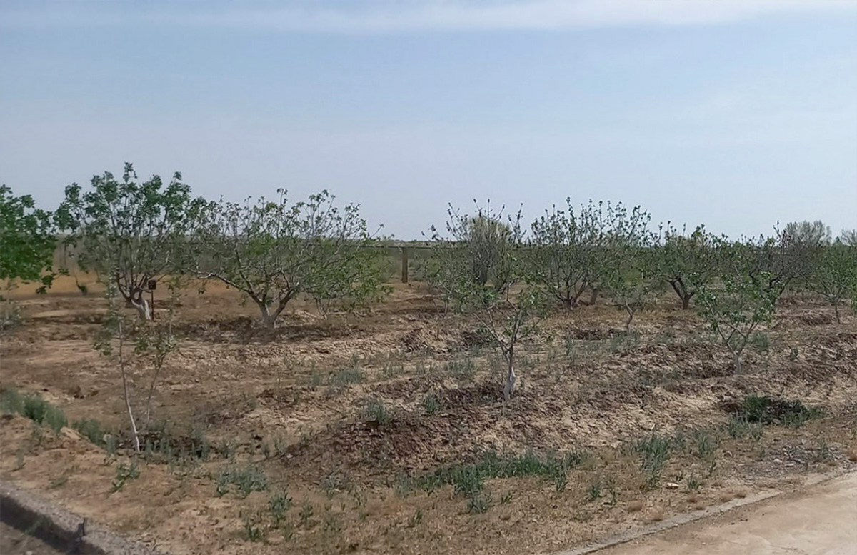 Turkmen scientists receive equipment for determining effective methods of fixation of shifting sands