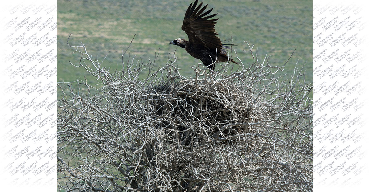 Международный день биологического разнообразия: решения в интересах устойчийвого развития