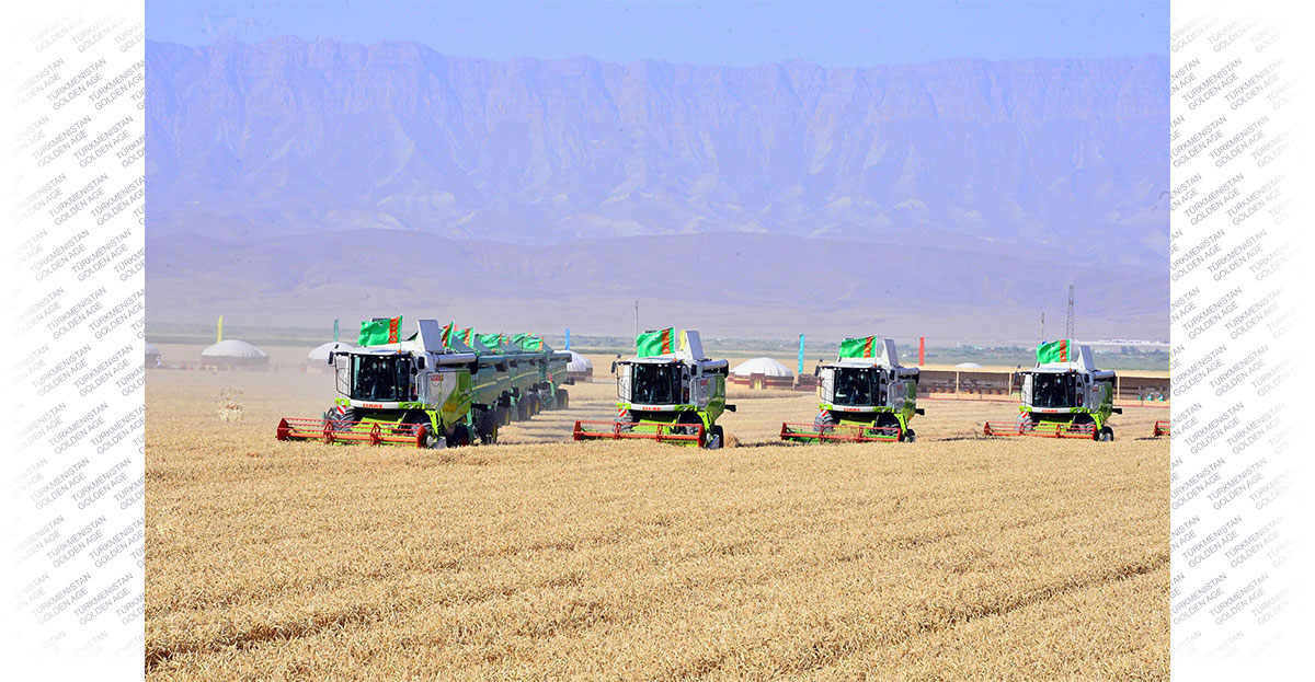 The grain harvest begins in Turkmenistan