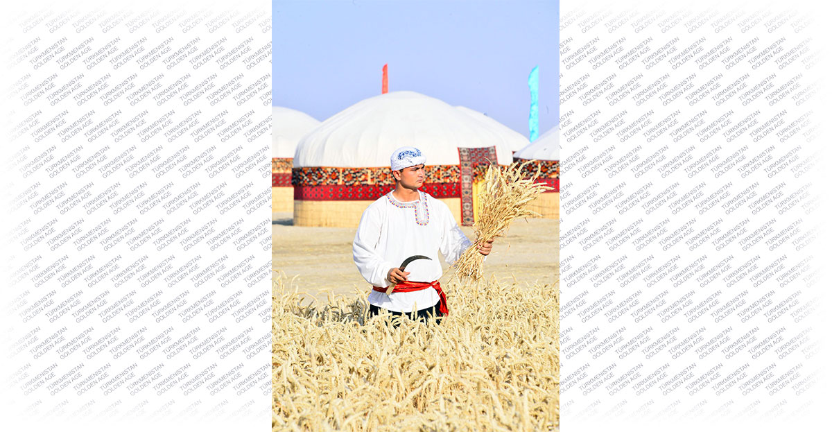 The grain harvest begins in Turkmenistan