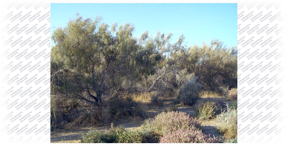 Тема дня:сохранение биоразнообразия