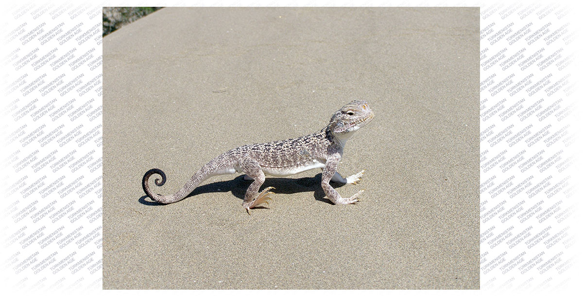 Daşky gurşawy goramak edaralarynyň işgärleri üçin treningler geçirildi