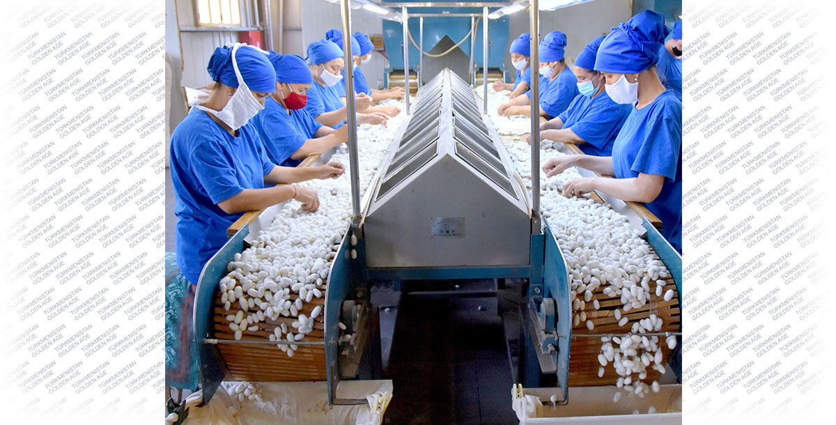 The way to Turkmen silk: processing of silkworm cocoons starts in Ashgabat