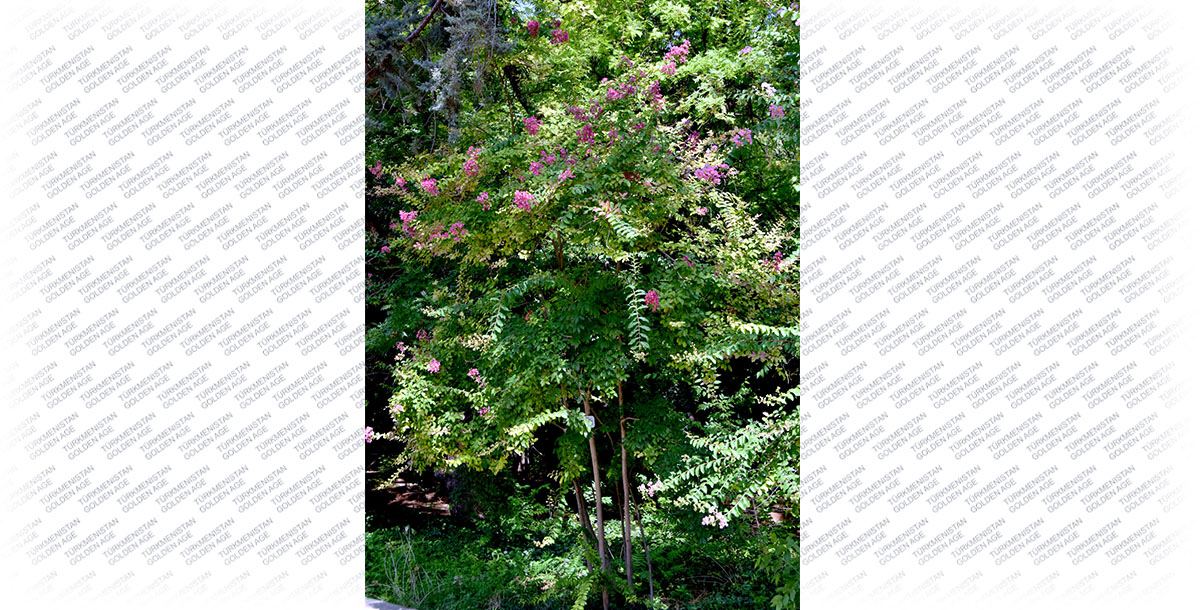 Lagerstroemia’s place under the sun