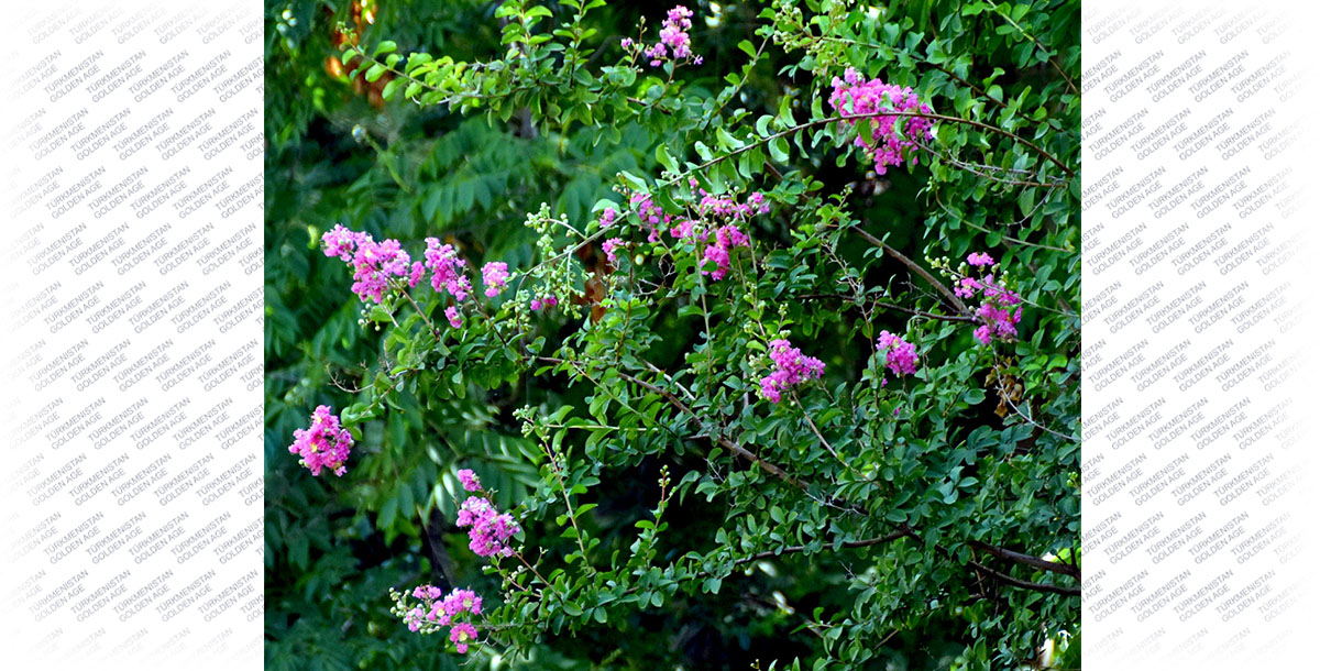 Lagerstroemia’s place under the sun