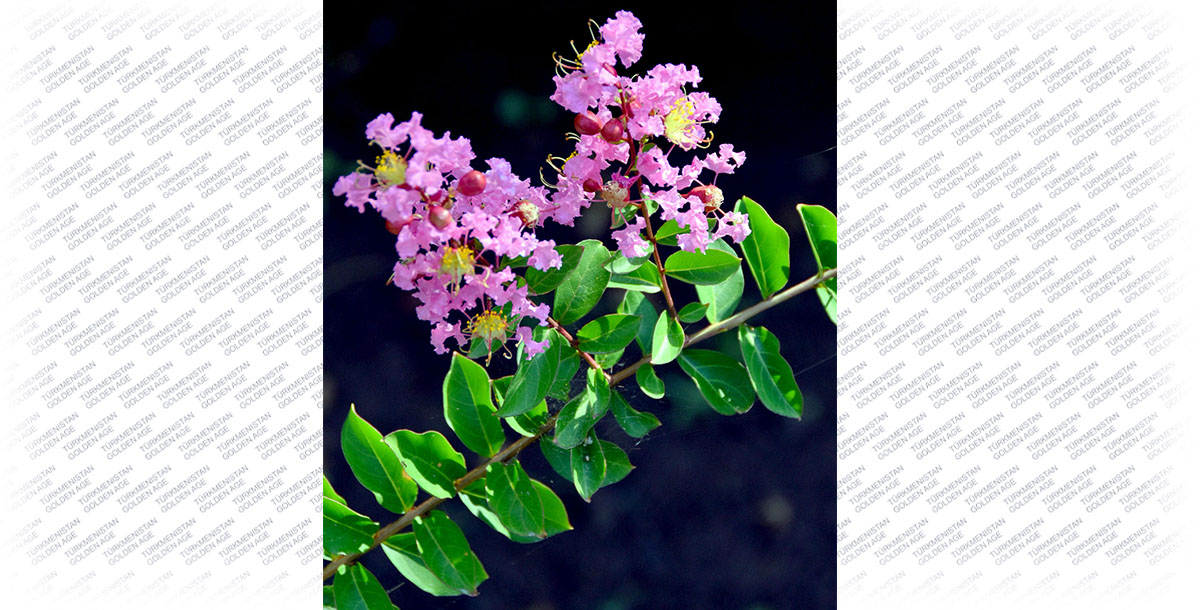 Lagerstroemia’s place under the sun