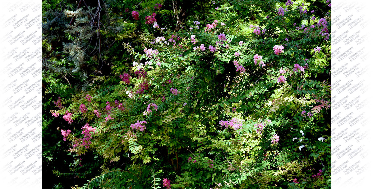 Lagerstroemia’s place under the sun