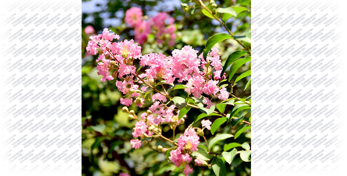 Lagerstroemia’s place under the sun