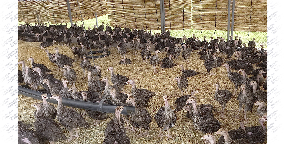 Maksada Okgunly: New poultry technologies