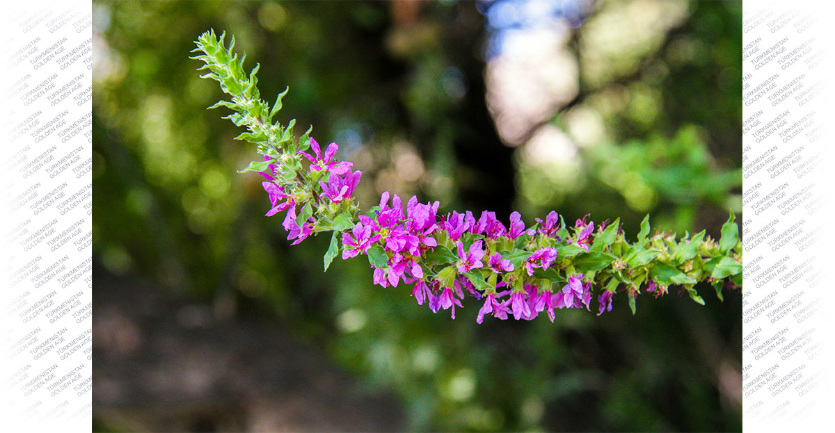 The aromas of herbs and the coolness of mountain gorges