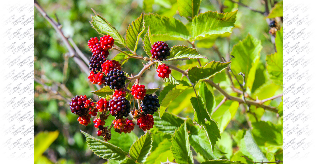 The aromas of herbs and the coolness of mountain gorges