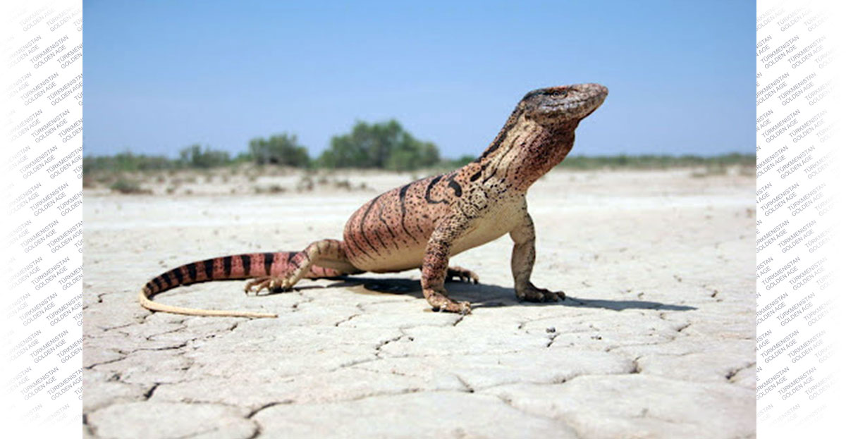 Repetek — türkmen tebigatynyň ajaýyp künjegi