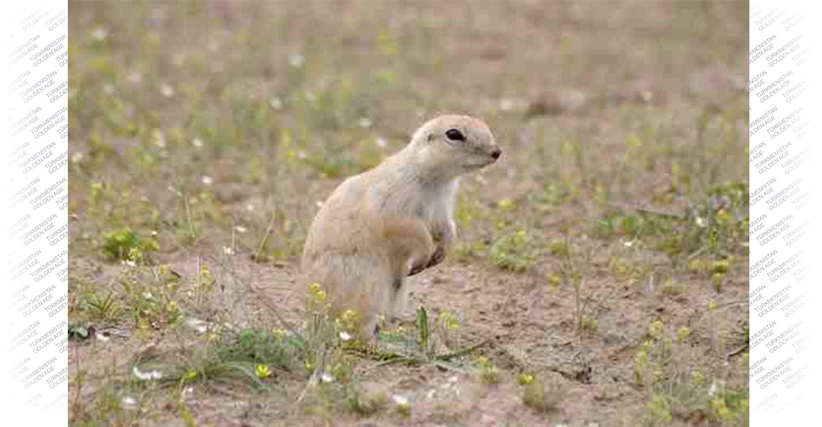 Repetek - a unique corner of Turkmen nature