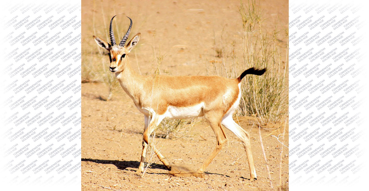 Repetek - a unique corner of Turkmen nature