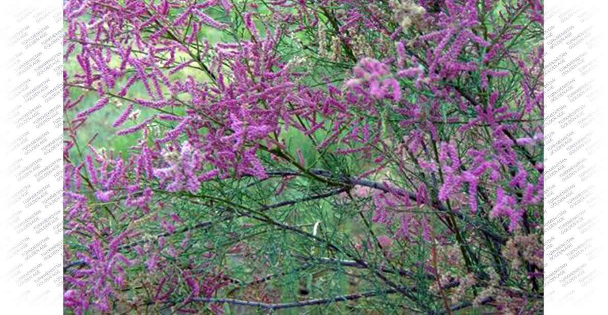 Repetek - a unique corner of Turkmen nature