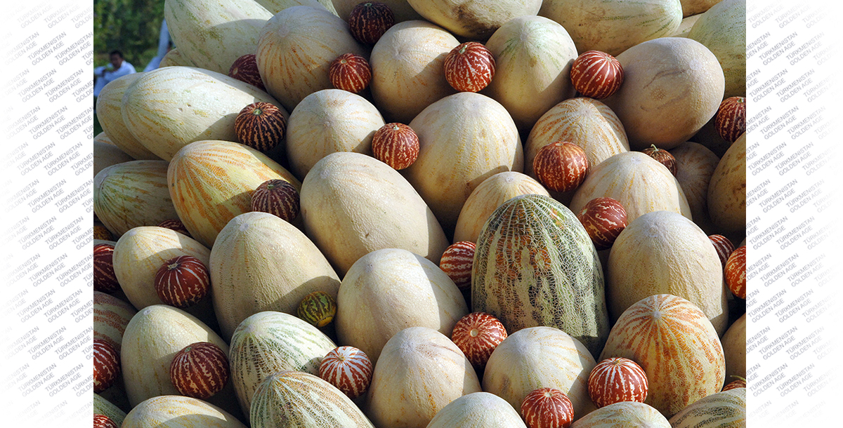 Край необыкновенно сладких дынь