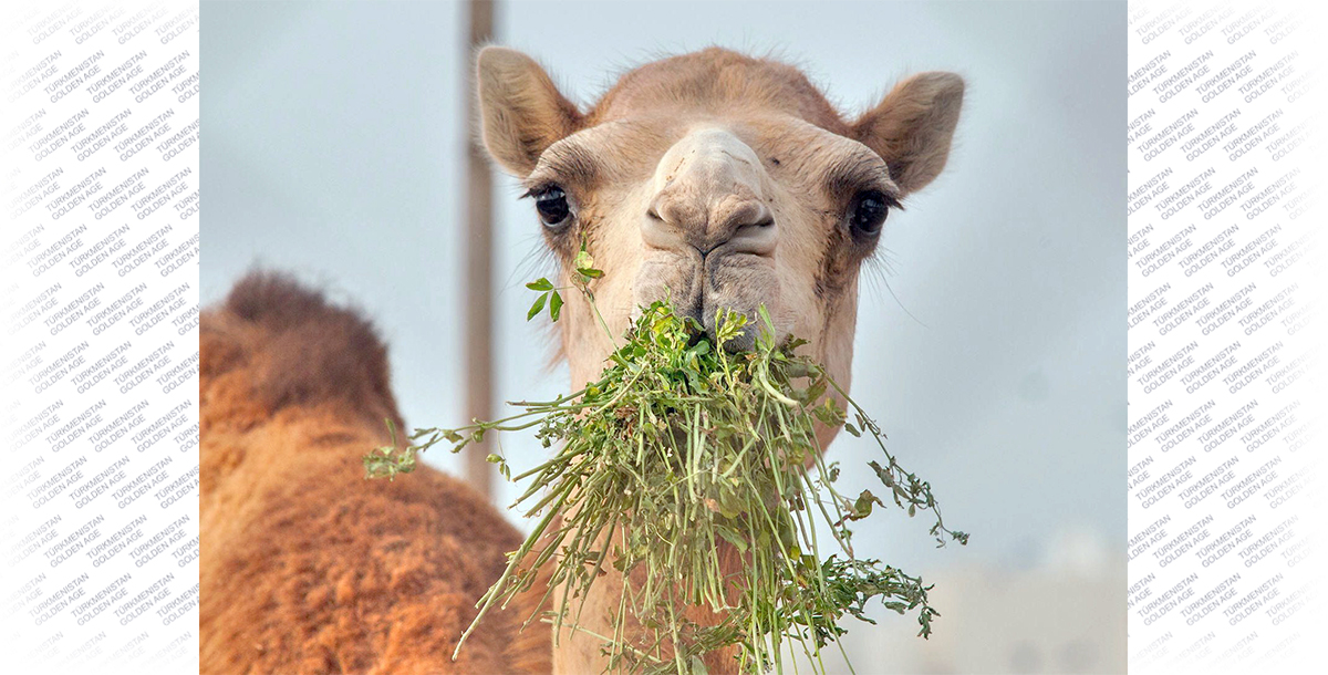 Верблюжья колючка – «королева пустыни»