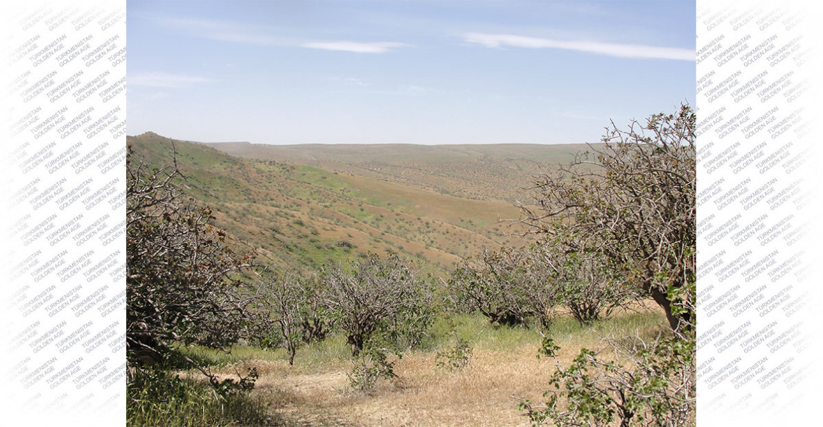 Kesellere durnuklylygy güýçlendirýän türkmen pissesi