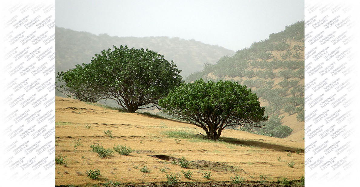 Turkmen pistachio to strengthen immunity