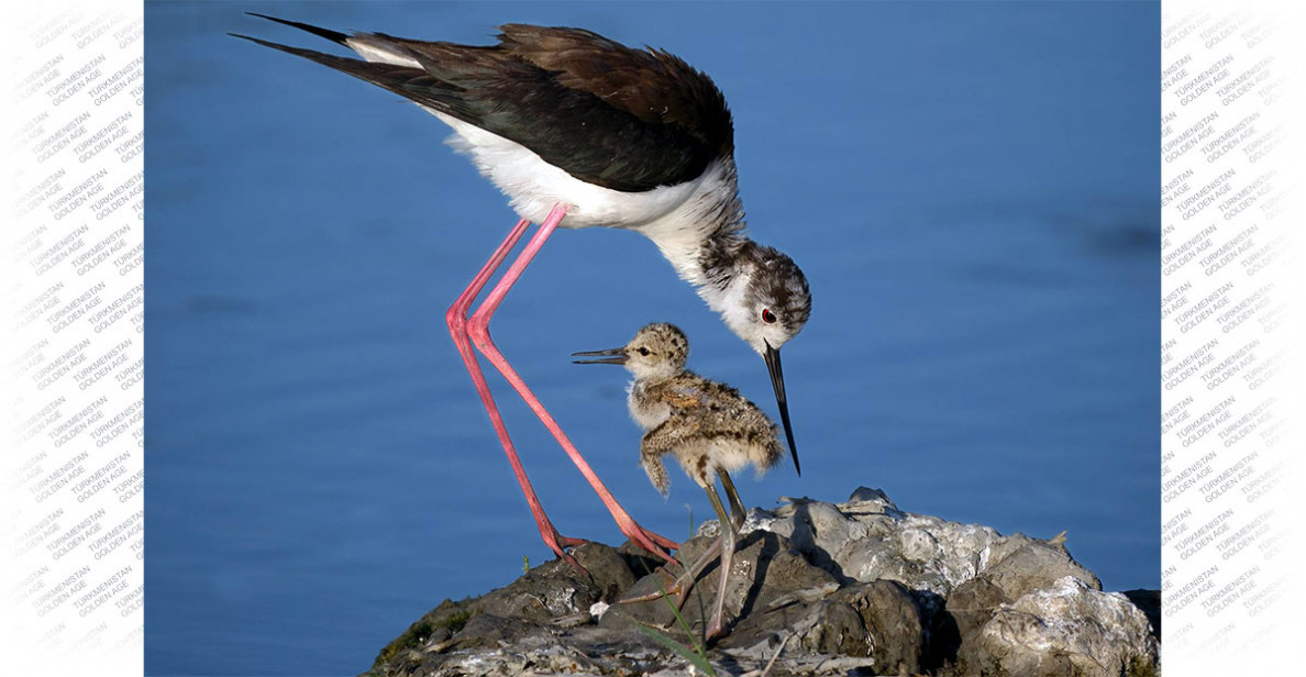 Halkara fotosuratlar bäsleşigi başlandy