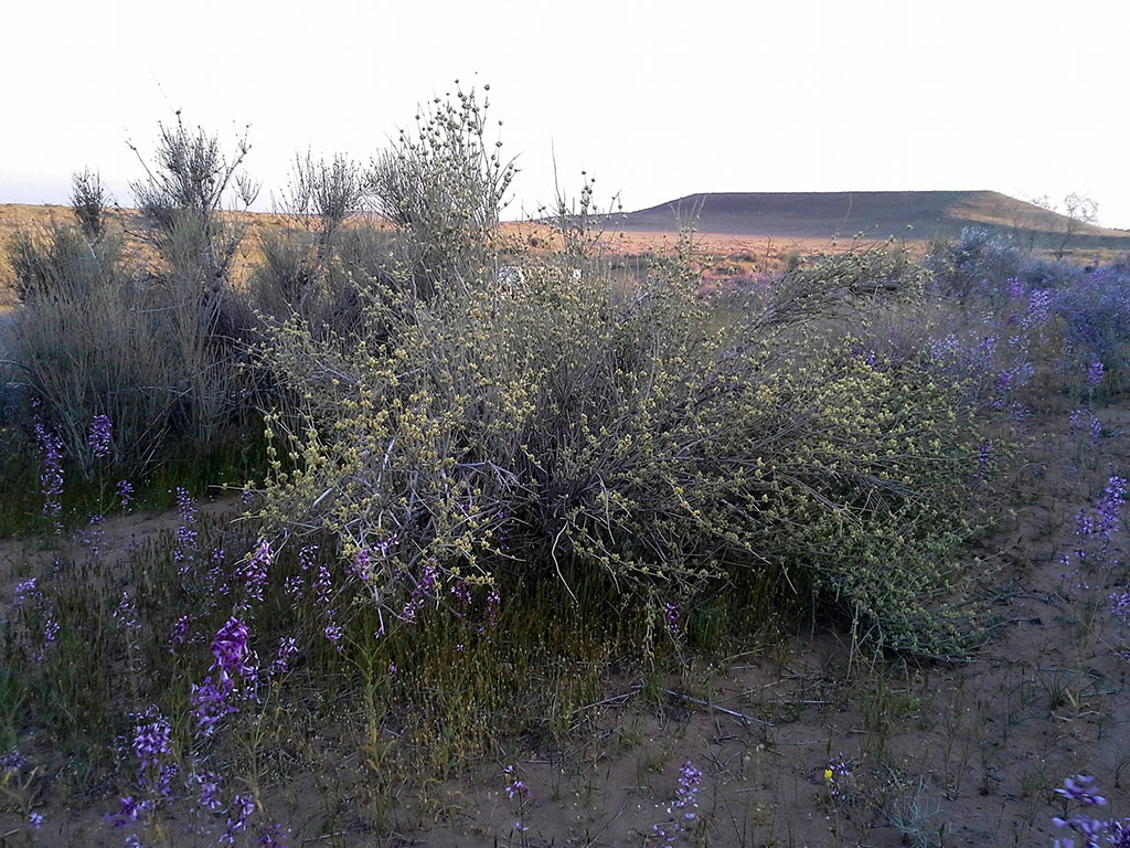 National system of desertification monitoring