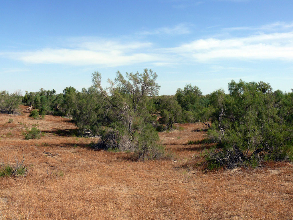 Gara sazaklyklar Garagumyň ekologiýa ulgamynda möhüm ähmiýete eýedir