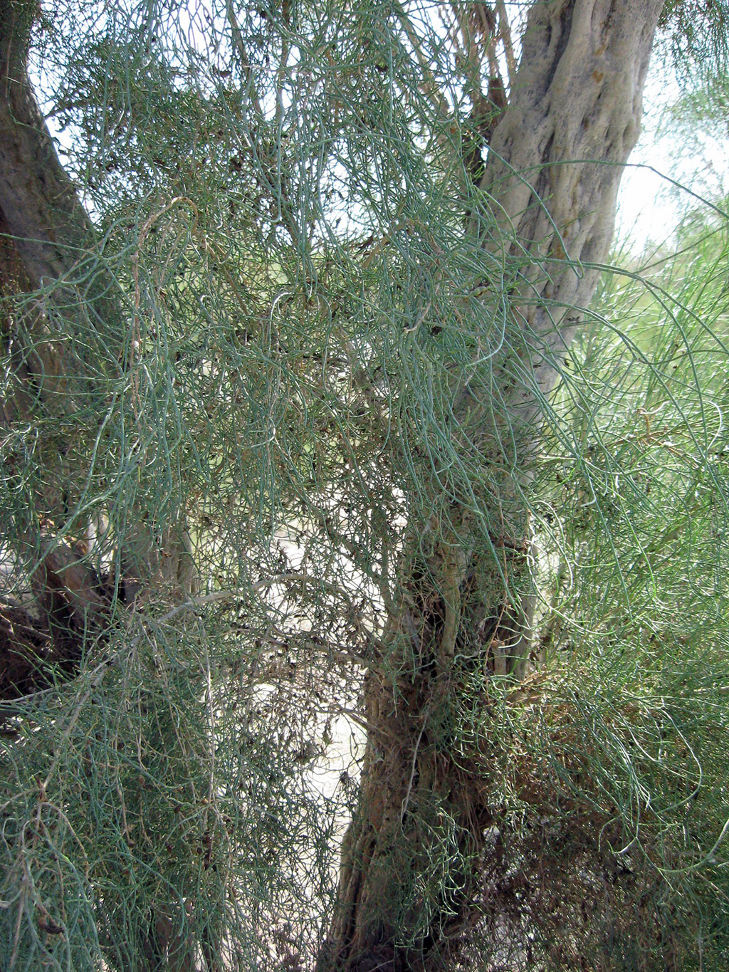 Gara sazaklyklar Garagumyň ekologiýa ulgamynda möhüm ähmiýete eýedir